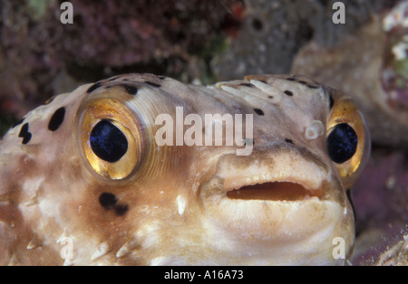 Md294. Pufferfish Balloonfish Diodon holocathus Bonaire Caraibi. Foto Copyright Brandon Cole Foto Stock