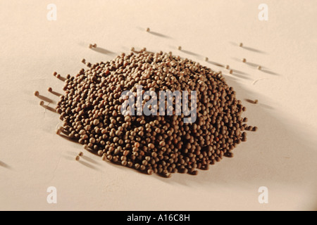 Indian Spices Rai Black Mustard Seeds Brassica Nigra Foto Stock