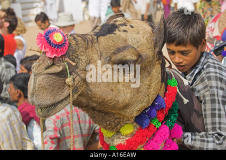 Camel a Puskar mela 2006 - India Foto Stock