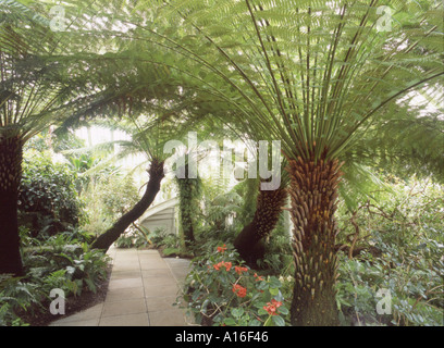 Felci arboree Dicksonia antarctica dentro la casa Temperate Kew Gardens LONDRA Foto Stock