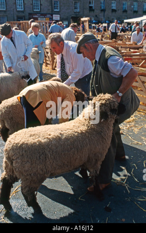 Giudice ispeziona le pecore a Masham pecore Fair, North Yorkshire, Inghilterra, Regno Unito Foto Stock