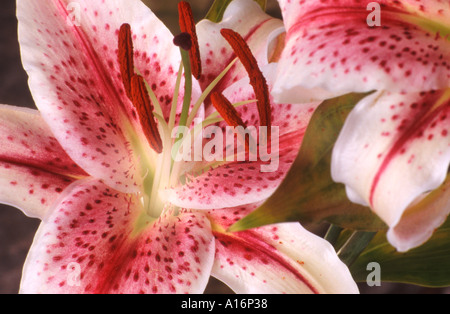 Fiore di Giglio - Giglio Orientale Stargazer - Lilium Stargazer primo piano Foto Stock