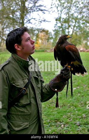 Falconer con Harris Hawk Foto Stock