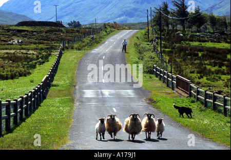 A piedi di carestia pecore Irish Farmer Irlanda farm Foto Stock