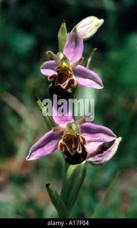Ophrys apifera orchid Holland bee orchid Foto Stock