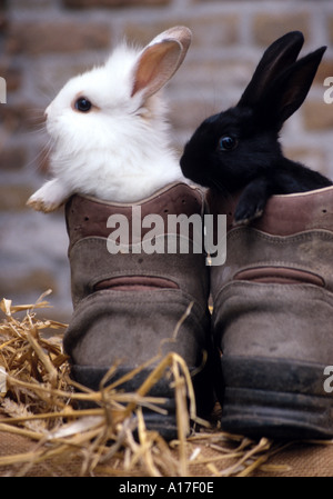 In bianco e nero il coniglio in una scarpa Foto Stock