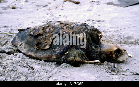 Dead Sea Turtle sulla spiaggia nei pressi di Mahdia, Tunisia Foto Stock