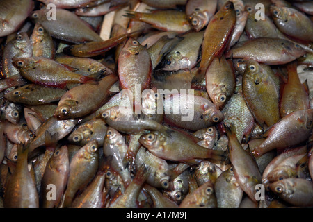 Mercato Centrale, Shunde, Foshan, guangdong, Cina. Foto Stock