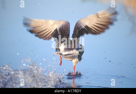 Oca Graylag prendere il volo "Anser anser' Hickling ampio REGNO UNITO Norfolk Broads Foto Stock