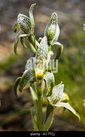 La porcellana Orchidea (Chloraea magellanica) fioritura, crescendo in Monkey Forest clearing, Lake District Lanin N.P., Argentina Foto Stock