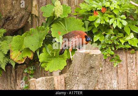 Tragopan Temminck (Tragopan temminckii) maschio captive, REGNO UNITO Foto Stock