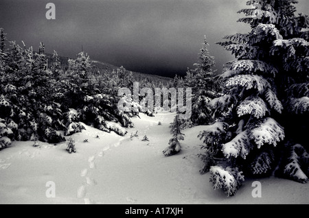 Orme attraverso la foresta in neve fresca dopo una bufera di neve in Gaspesie Quebec Foto Stock