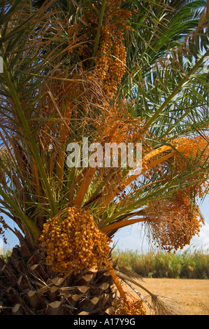 Data la struttura Palm tree crescono in campo con grappoli di date Foto Stock