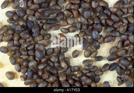 Santoreggia, nepitella (Satureja hortensis), semi. Foto Stock