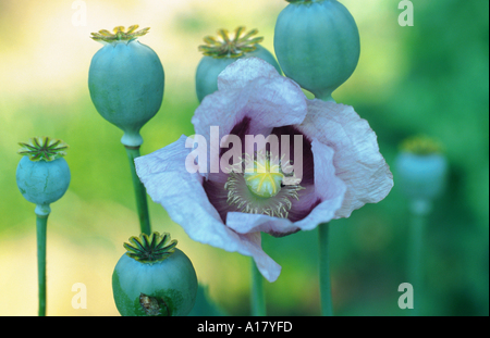 Papavero (Papaver somniferum), di fiori e di navi di sementi Foto Stock