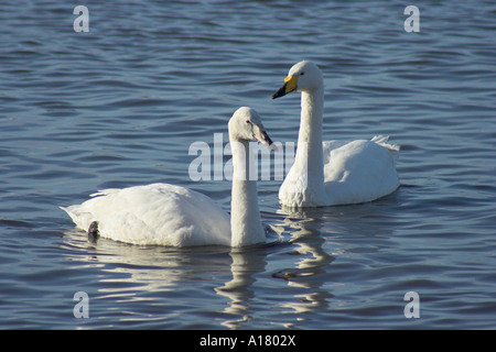 Paesaggio orizzontale foto di un adulto e bambino whooper swan cygnus cygnus in acqua Foto Stock