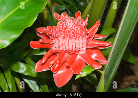 Torcia di cera allo zenzero lo zenzero lo zenzero pianta fiore blossom Foto Stock