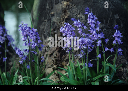Bluebells in corrispondenza della base della struttura ad albero Foto Stock