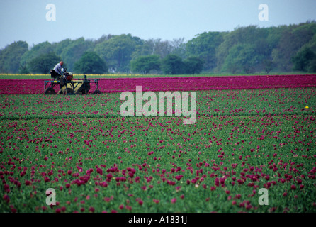 Tulip Agricoltura vicino a Swaffham Norfolk Foto Stock