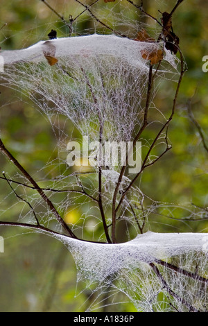 Rugiada di mattina su ragnatele, autunno, Polonia Foto Stock