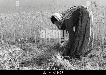 B/N di una donna Garwhali che raccoglie l'orzo a mano ai piedi dell'Himalaya. Uttarkashi, Garhwal Himal, N.India Foto Stock