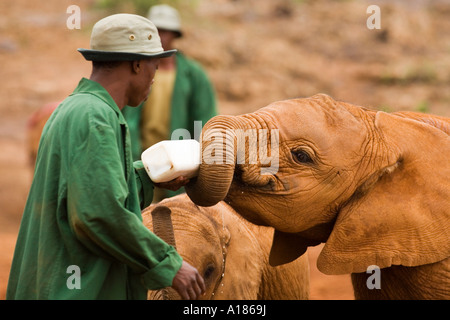 Bambino orfano dell' elefante africano essendo alimentato latte dalla bottiglia dal detentore al David Sheldrick Wildlife Trust santuario Nairobi Kenya Foto Stock