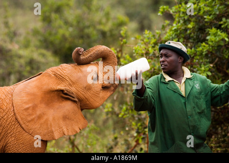 Bambino orfano dell' elefante africano essendo alimentato latte dalla bottiglia dal detentore al David Sheldrick Wildlife Trust santuario Nairobi Kenya Foto Stock