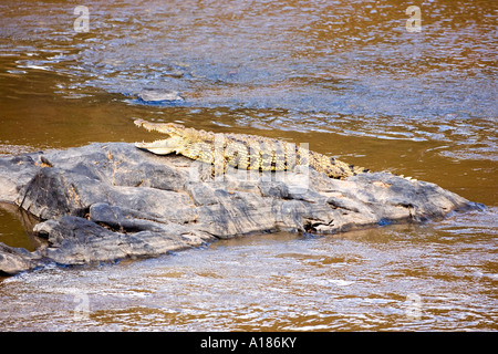 Coccodrillo del Nilo Crocodylus niloticus sul fiume di Mara Masai Mara riserva naturale nazionale del Kenya Africa orientale Foto Stock