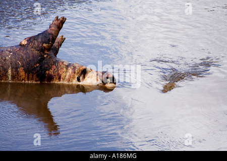 Coccodrillo Crocodylus niloticus nel fiume di Mara circa di alimentazione sulle morti ippopotamo ippopotamo Masai Mara riserva naturale nazionale del Kenya Foto Stock