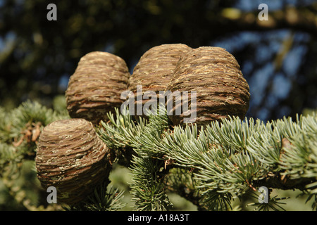 Il cedro del Libano coni Foto Stock