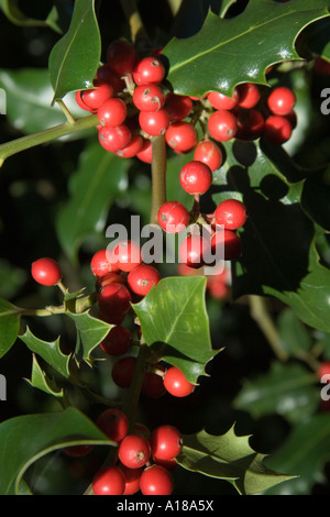 Holly bacche in inverno Foto Stock