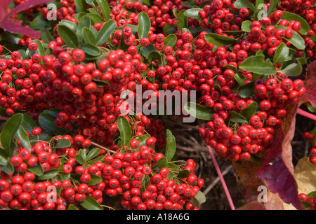 Pyracantha bacche in autunno Foto Stock