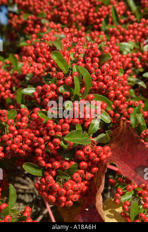 Pyracantha bacche in autunno Foto Stock