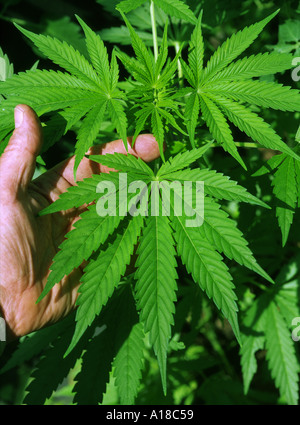 La marijuana pianta coltivata illegalmente in Inghilterra che mostra tipica forma di foglia Foto Stock