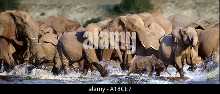 Gli elefanti in esecuzione in acqua Chobe Botswana Foto Stock