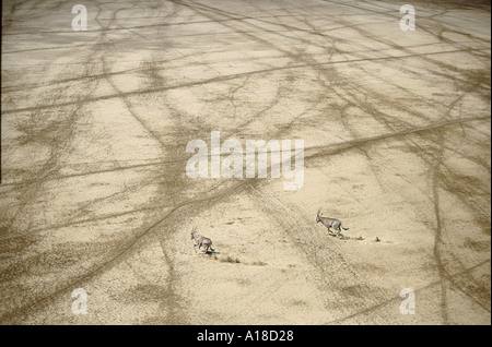 Vista aerea del Gemsbok oryx in esecuzione attraverso pianure secche Amboseli National Park in Kenya Foto Stock