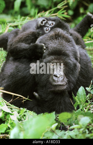 Gorilla di Montagna la madre e il bambino Mgahinga National Park in Uganda Foto Stock