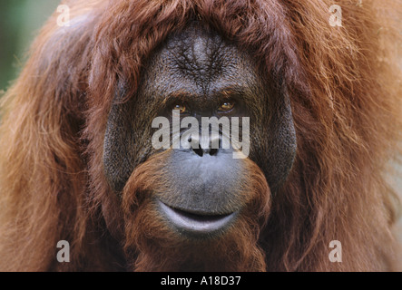 Maschio Orangutan di Sumatra Foto Stock