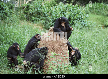 Gli scimpanzé utilizzando bastoni come strumenti per la pesca di termiti Uganda Foto Stock