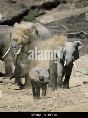 Gli elefanti di balneazione polvere Masai Mara Kenya Foto Stock