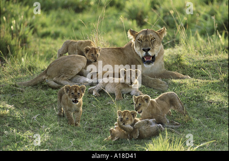 Leonessa e lupetti Masai Mara Kenya Foto Stock