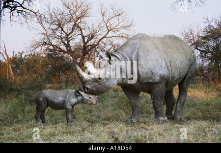 Il rinoceronte nero la madre e il bambino Foto Stock