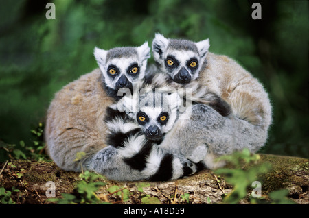 Anello Madagascan tailed lemuri Foto Stock