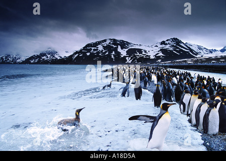 Re pinguini sulla spiaggia di St Andrews Bay Georgia del Sud Foto Stock