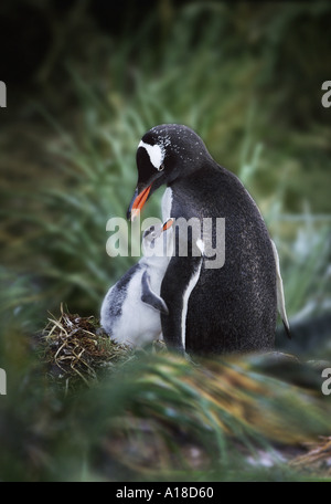 Pinguino Gentoo madre e chick Isola Georgia del Sud Foto Stock