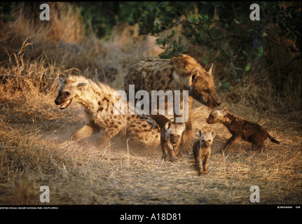 Spotted hyaena famiglia Parco Nazionale Kruger Sud Africa Foto Stock