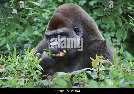 Maschio silverback gorilla di pianura Foto Stock