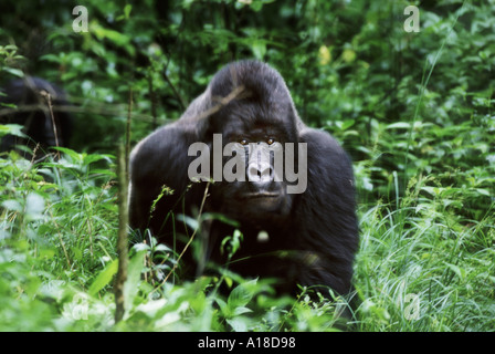 Maschio di gorilla di montagna Mgahinga National Park in Uganda Foto Stock