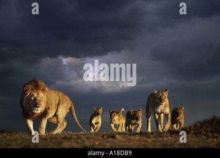 Lion family e cielo tempestoso Masai Mara Kenya Foto Stock