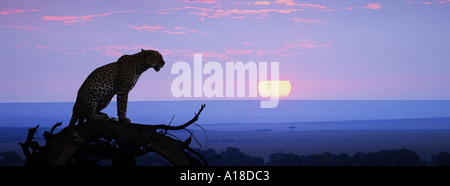 Leopard al tramonto Masai Mara Kenya Foto Stock